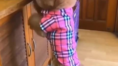 Adorable Dog Grabbing Food For Baby