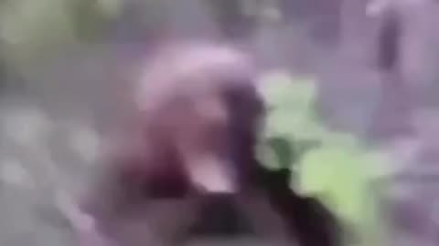 Guy Sneaks Up On Bear