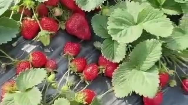 strawberry