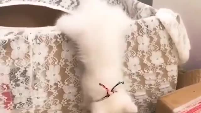 Awesome Cats