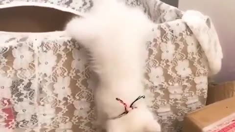 Awesome Cats