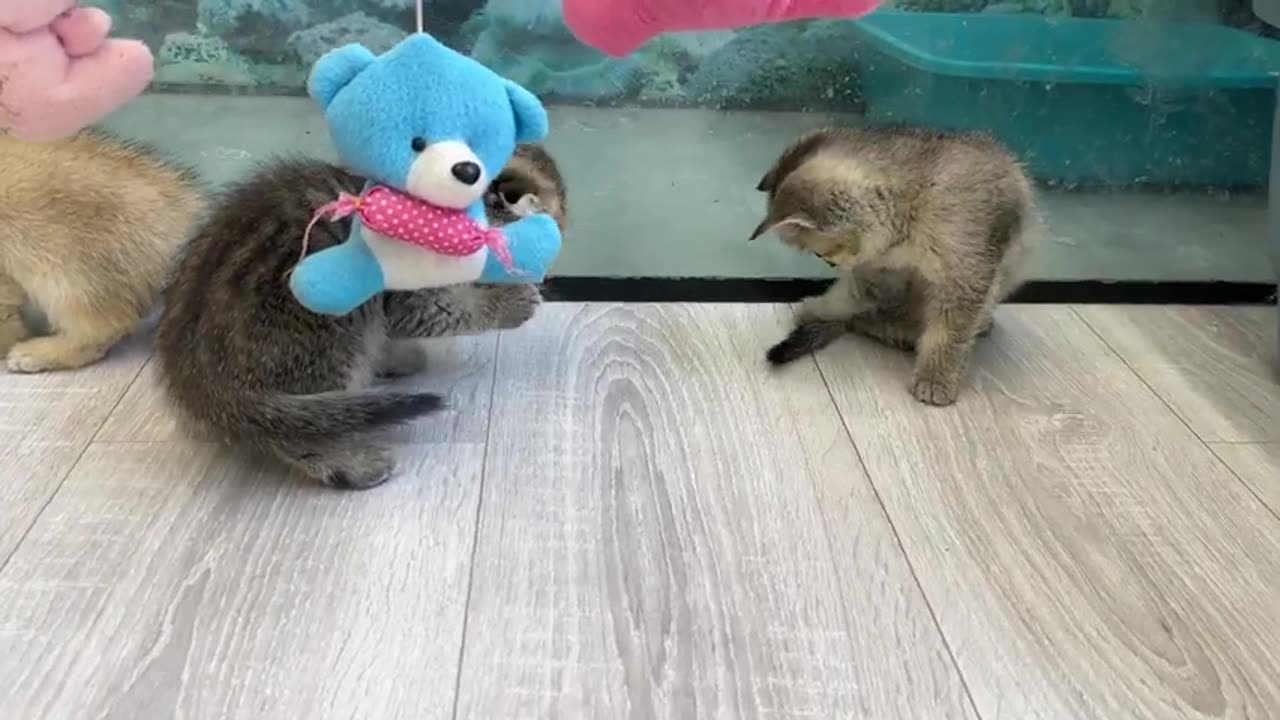 Kitten Pluto's reaction when he saw himself in the mirror for the first time was so cute