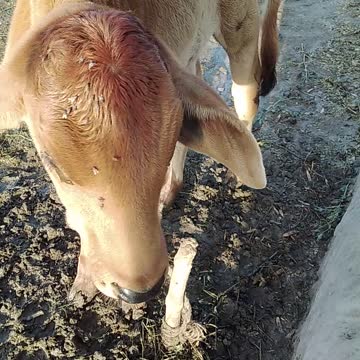 Little baby of Cow