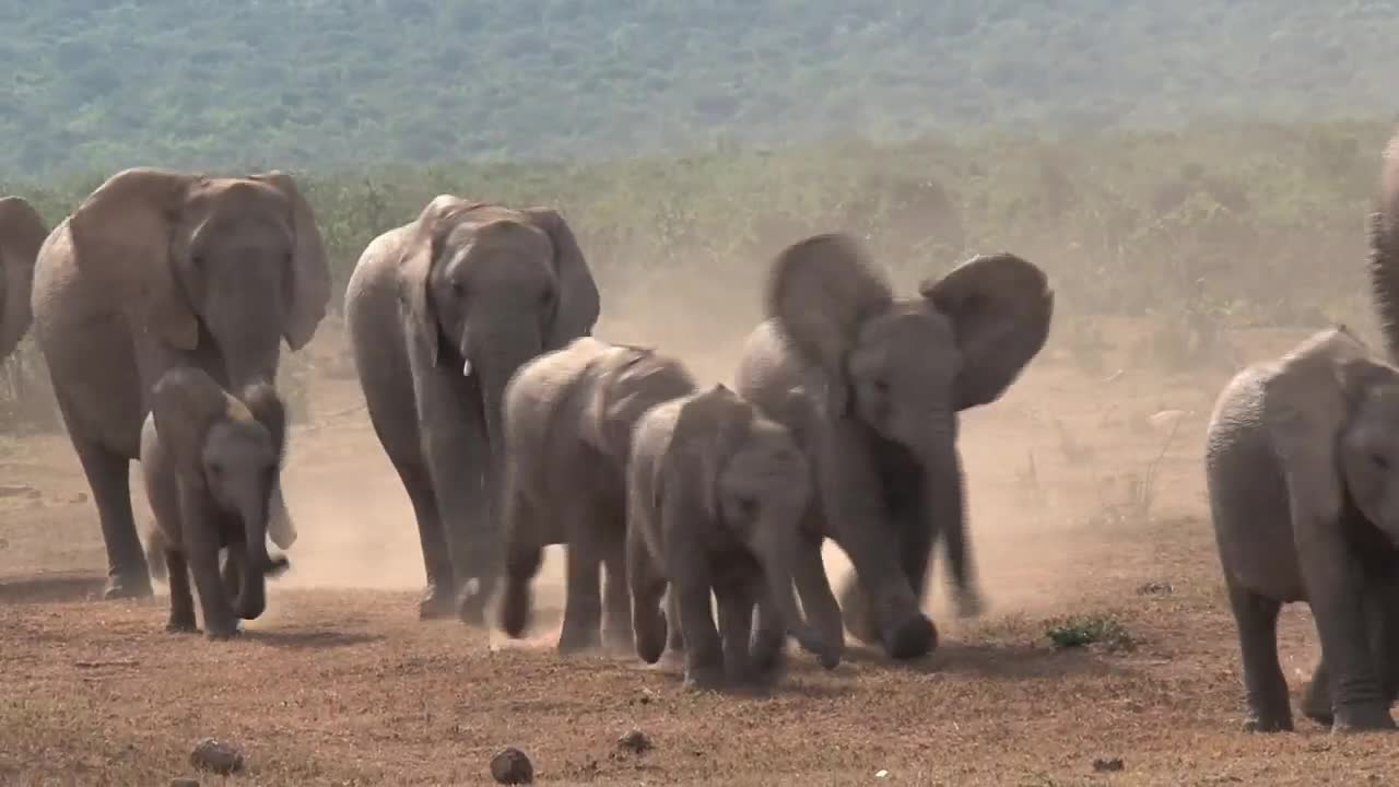 African elephants walking on a dusty ground