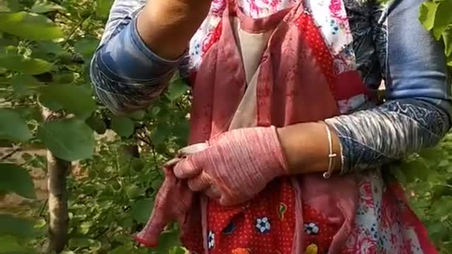 Farm Fresh Ninja Fruit Cutting Desi Satisfying Fruit Ninja Fruit Ideas | Amazing Fruits Video