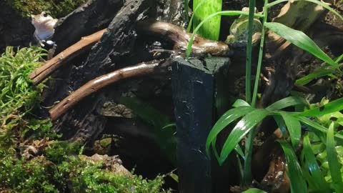 Terrarium for Tree frog