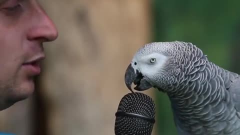 smartest parrot in the world