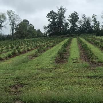 Green giants that were planted in June of this year.