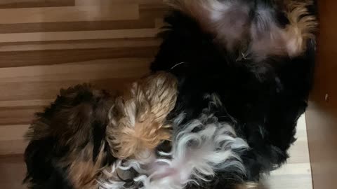 Yorkshire Terrier sleeping under the desk (2 months)