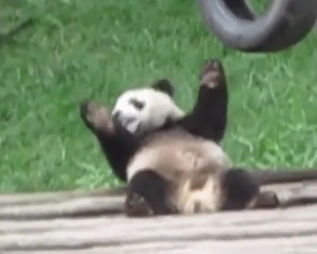 Best Animal Compilation Funny Vidoes