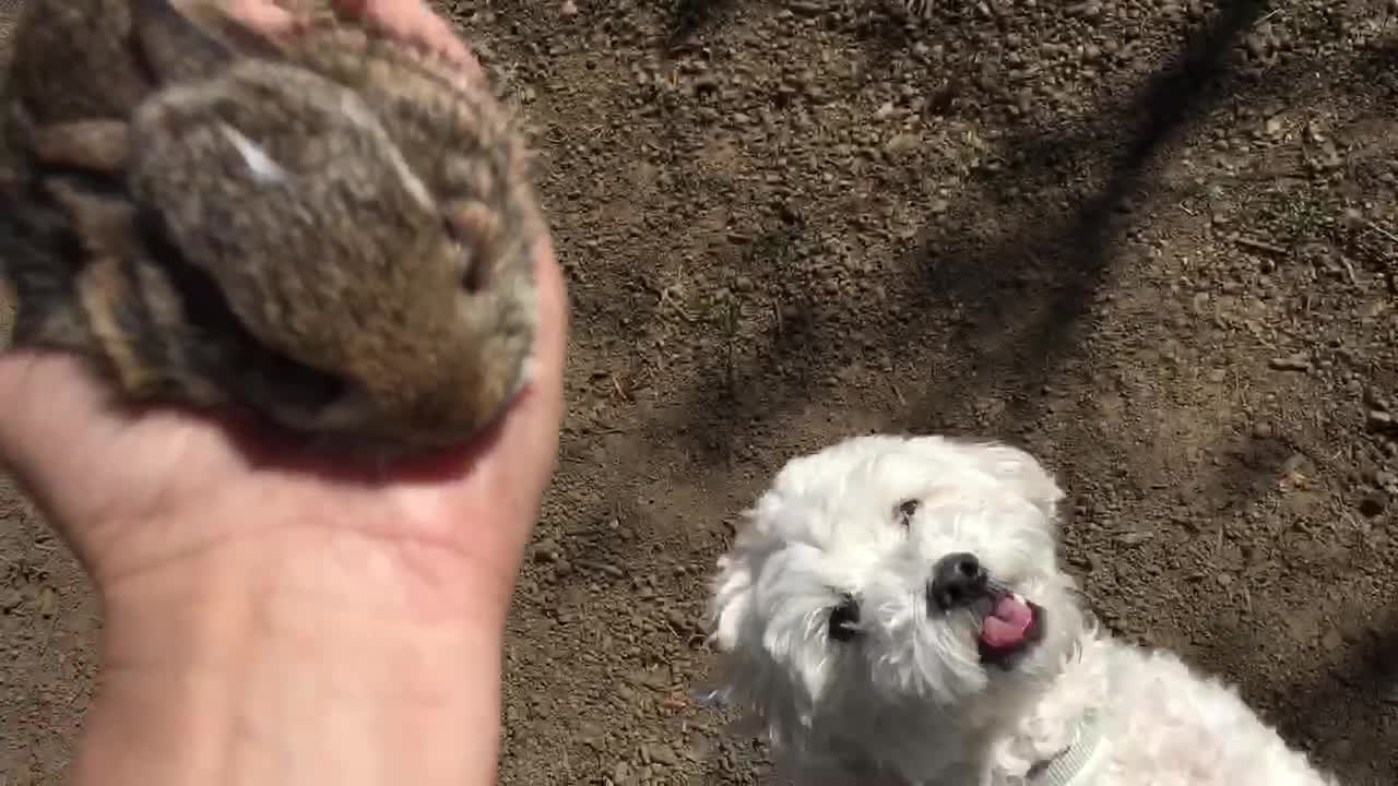 We found a baby rabbit on my backyard