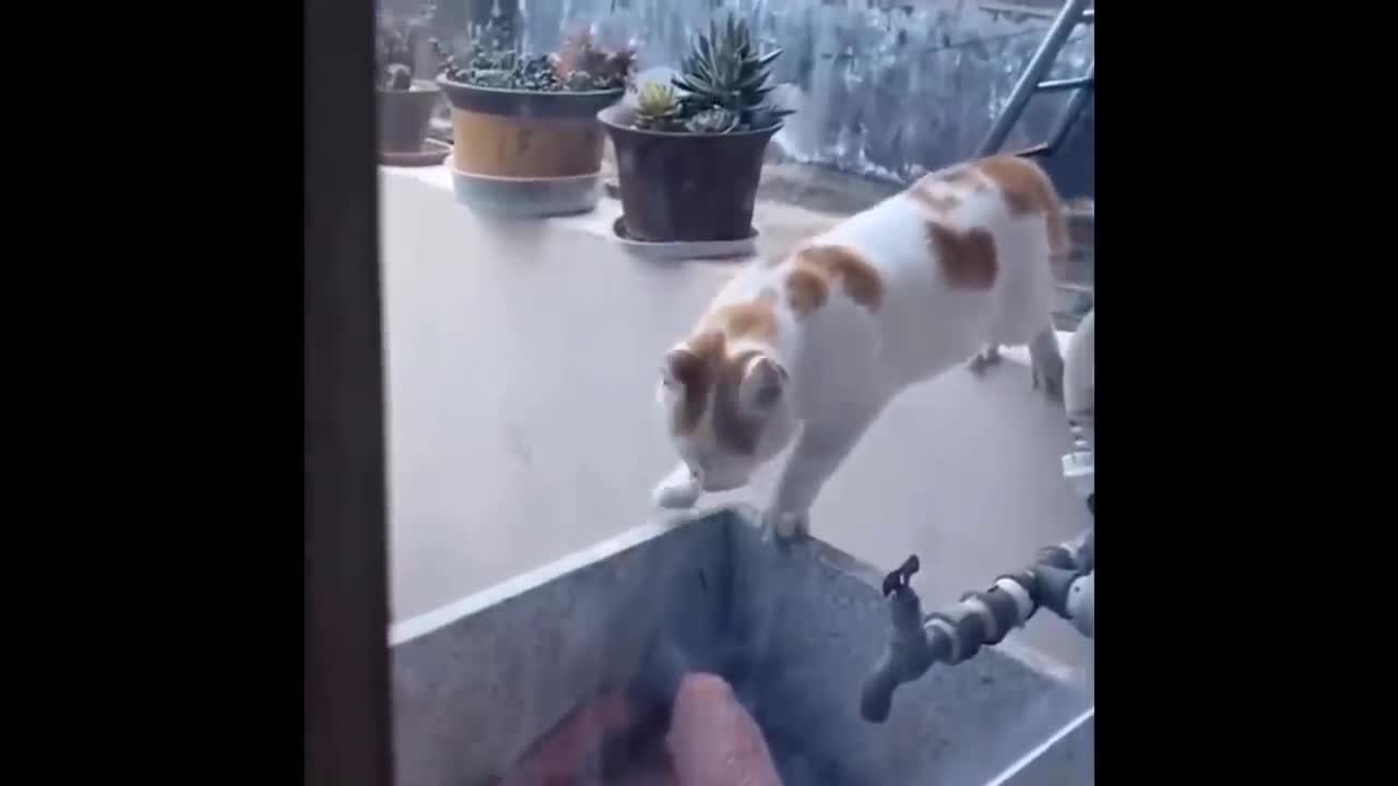FUNNIEST CATS AND DOGS COMPILATION| PART2