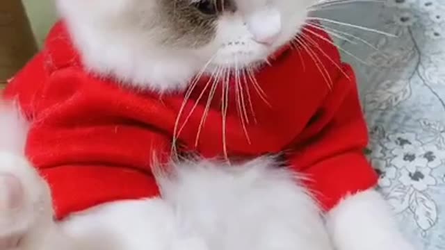 super funny cat in the word that you need to watch.