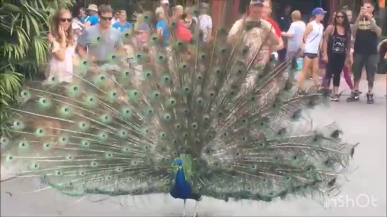 Peacock opening its feather