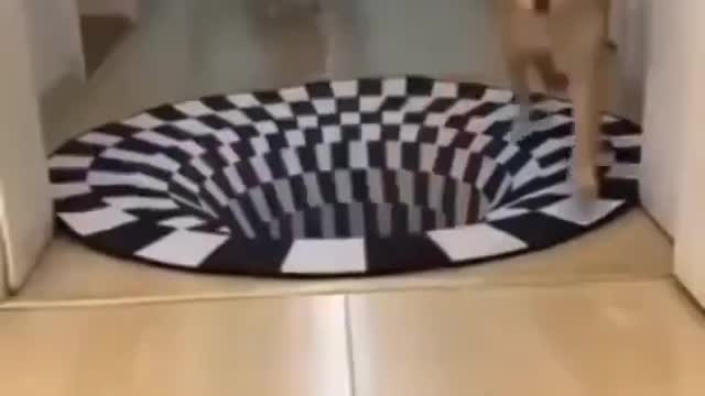 cats vs dogs