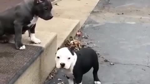 funny dog