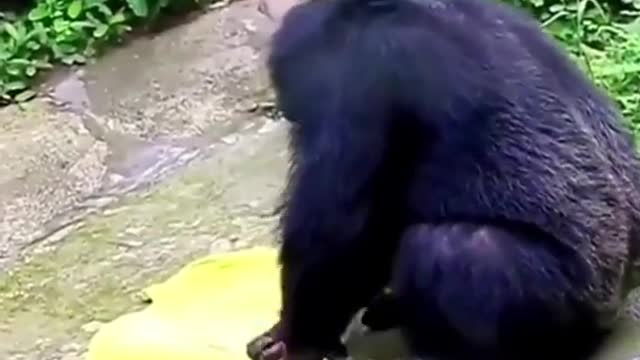 Clever Chimpanzee Washes Clothes Just Like Humans_ Video