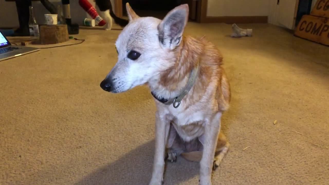 My 15 year old blind Dog remembers her tricks