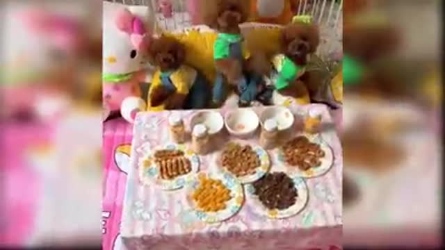 Baby Dogs - Cute and Funny Dog Videos Compilation #1 | Aww Animals