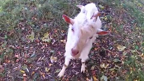 Goats feeding