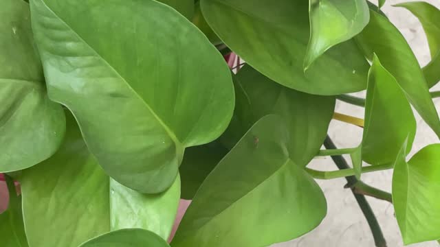 Secrets in plants