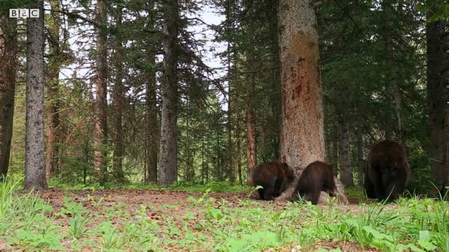 Boogie at an Animal Dance Party | BBC Earth