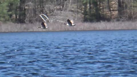 Canada Goose Flying