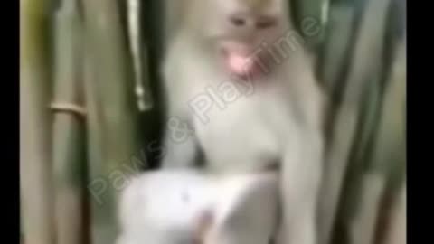 funny monkey