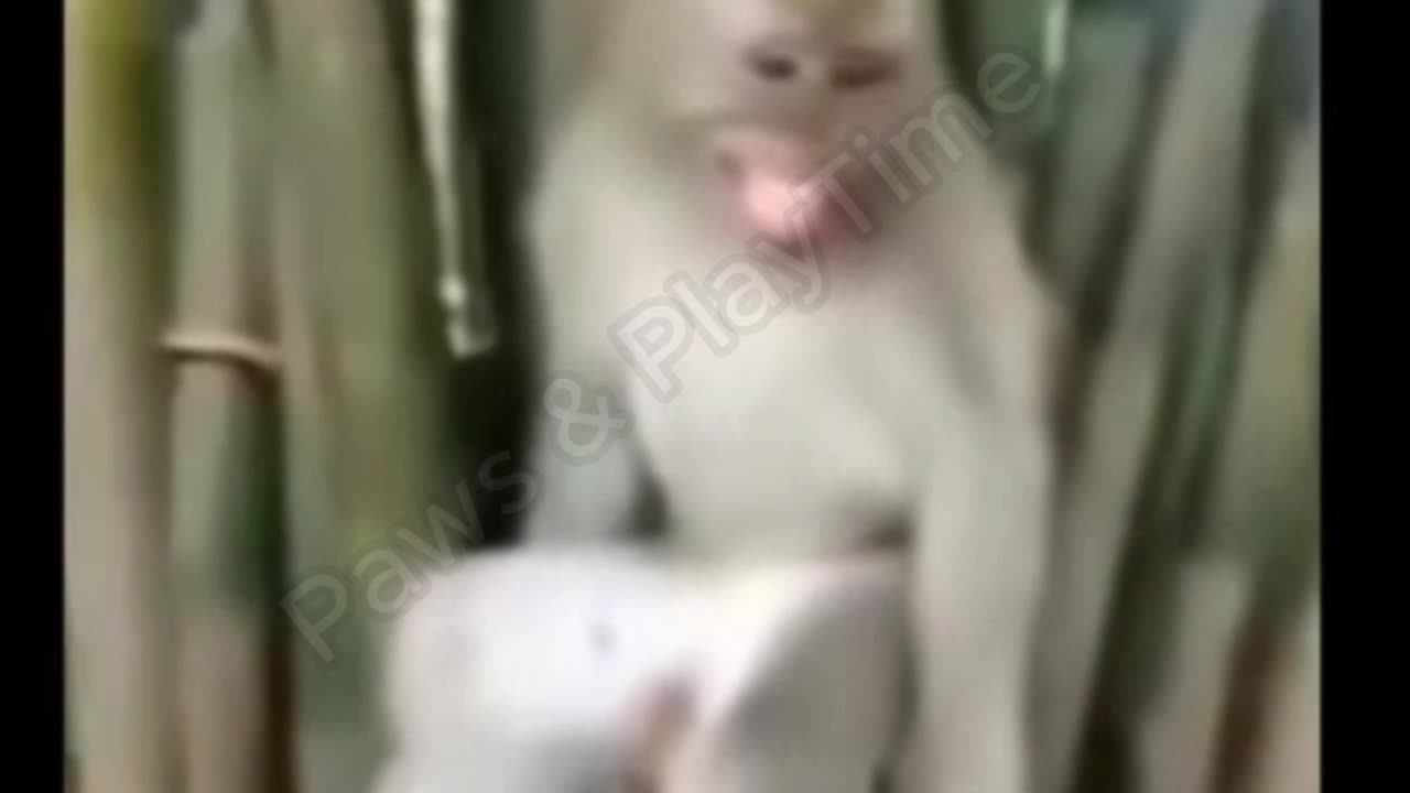 funny monkey