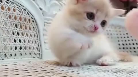 Reaction of a kitten (30 seconds)