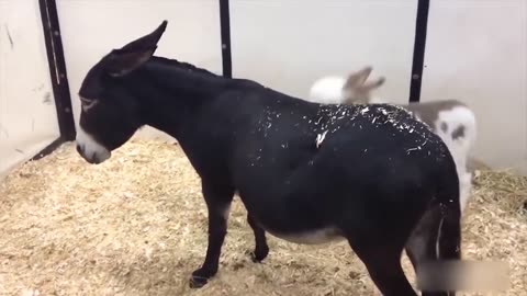 Funny Dogs, Cats and Animals Videos 🤩 TRY Not to Laugh!