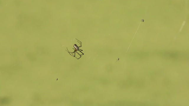 large and small spiders on a web