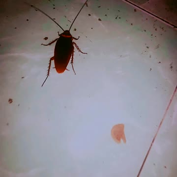 mischievous stickers