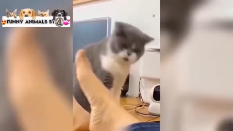Best Dog And Cat Funny - funny animals club