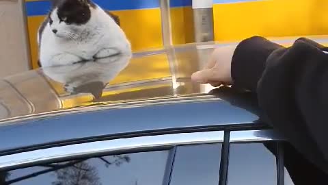 What are you looking at, idiot?