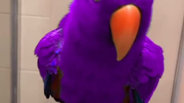 ELECTUS PARROT