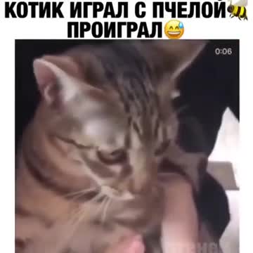 Cat played with bee #shorts