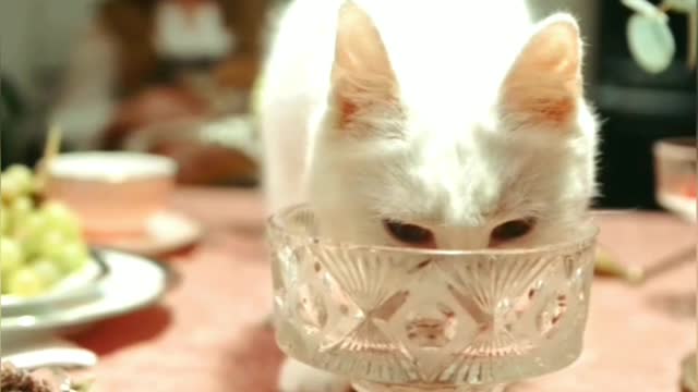 Cat and dog funny video 🐱🐱🐱 🐶🐶🐶