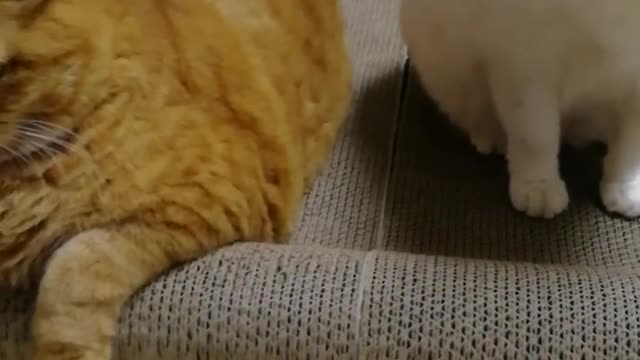 Fat Cat You Might Never See Before, part2
