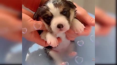 Baby dogs | Cute 🥰 and funny 😂 baby dogs videos 🐕