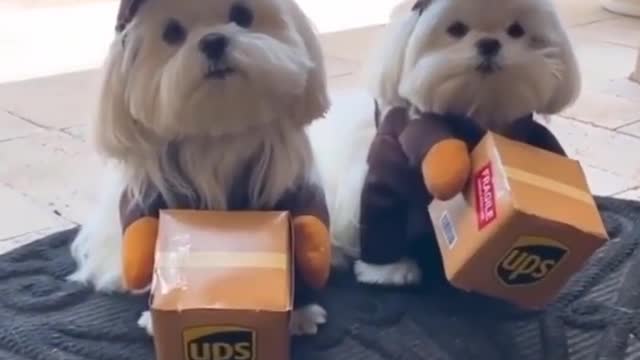 Videos Compilation New cutest moment of the animals Cutest Puppies