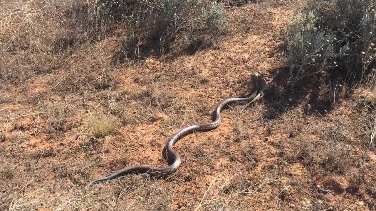 Brown Snake Eats a Bearded Dragon