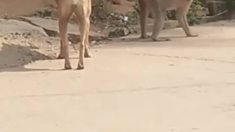 11 seconds funny video Dog vs monkey