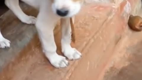 Dog's Funny Videos