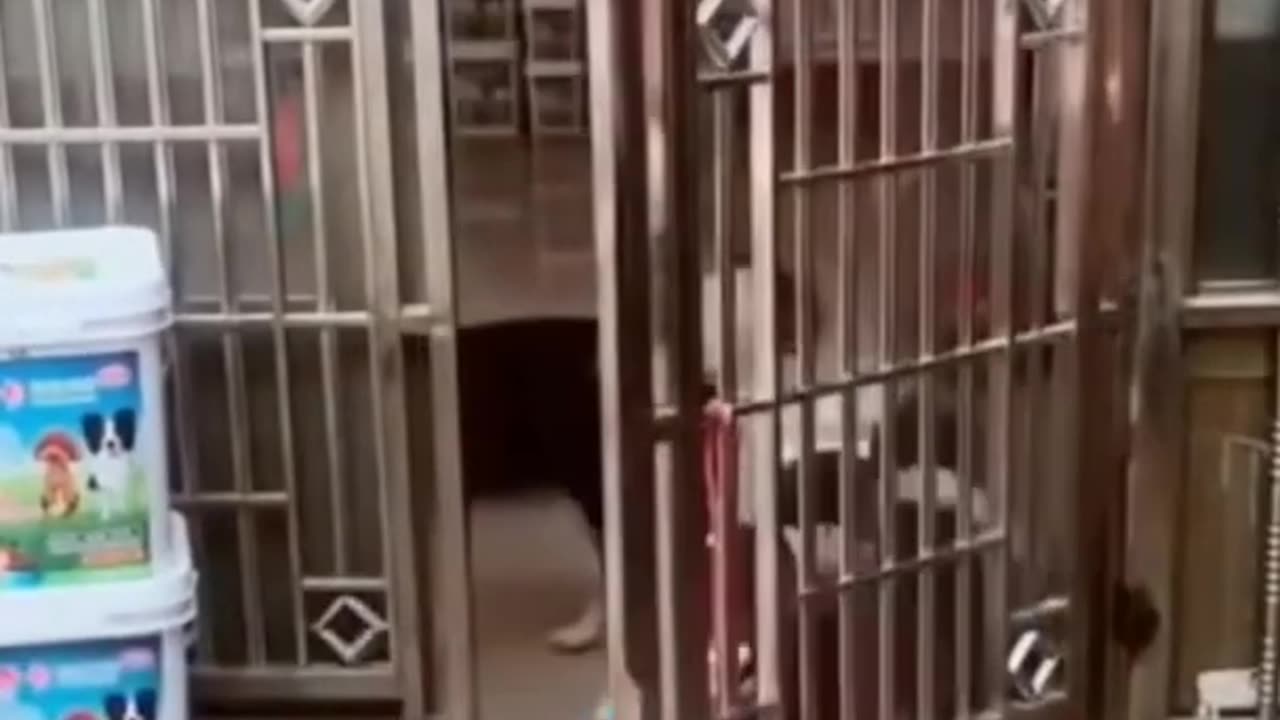 funny dog activities