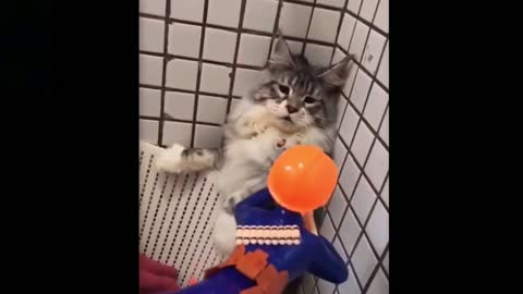 🤣🤣Funny Cat lost his Patience 😂😂🤣