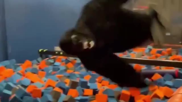 Monkeys and trampoline