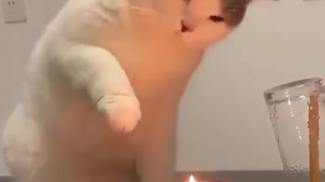 funny cat with fire