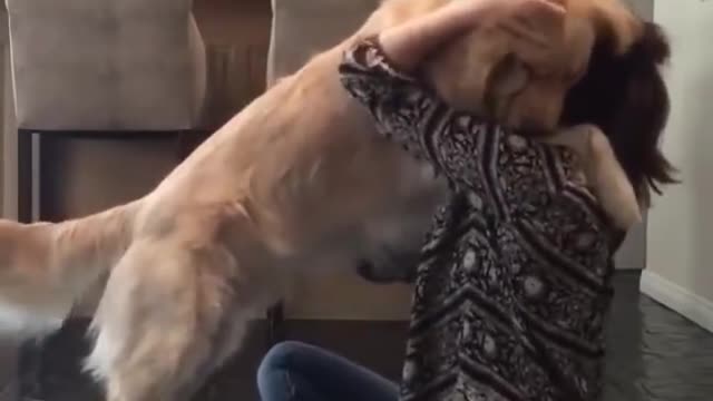 Cute Dogs Getting A Hug By Their Owners Compilation