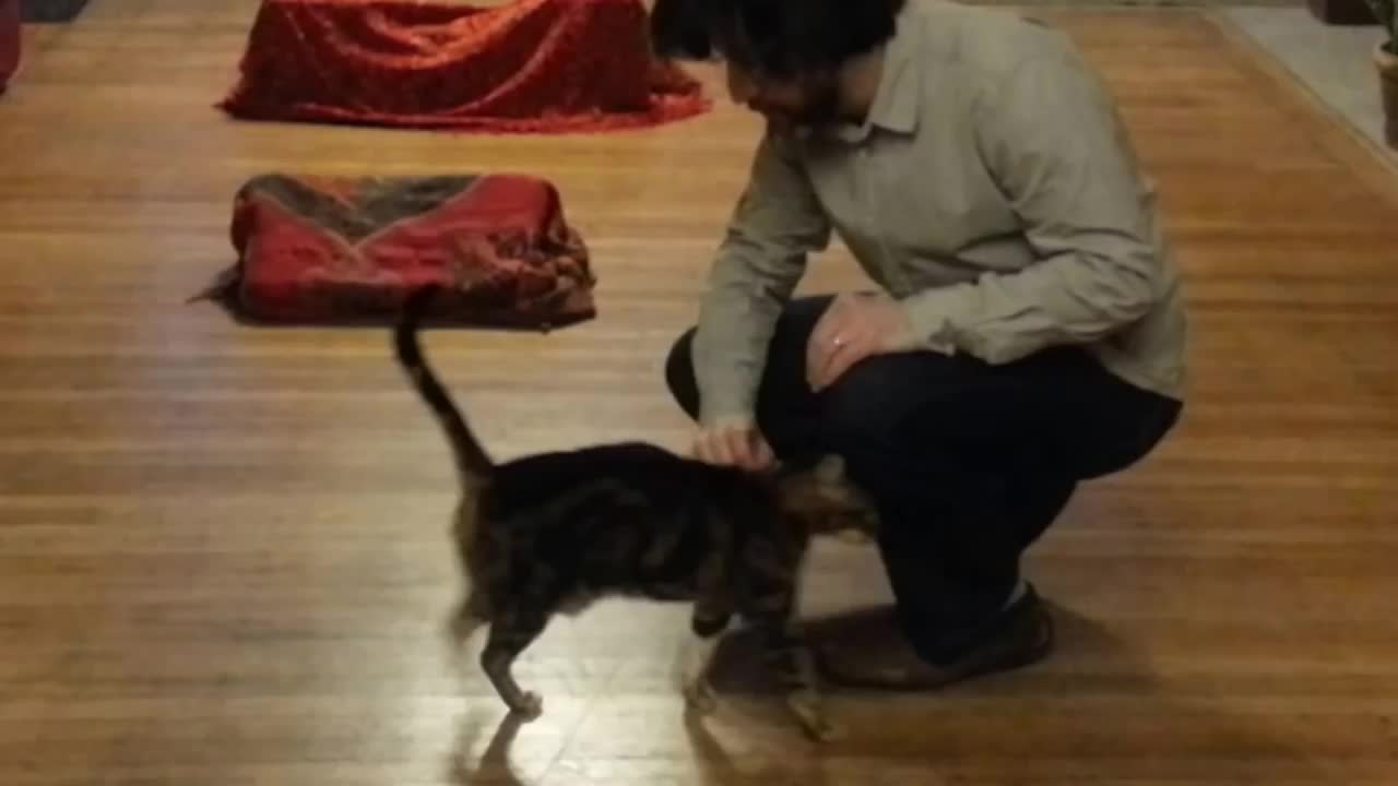 This Old Cat Can Do New Tricks